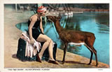 Postcard: "The Two Dears," Silver Springs, FL