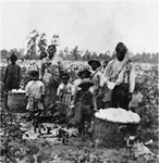 Slaves picking cotton