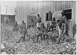 Boys shucking oysters, Apalachicola, FL, 1/25/1909