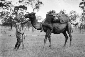 us camel corps
