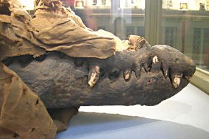 What Egyptian Crocodile Mummies Tell us About Life, Death, and Taxes Thousands of Years Ago