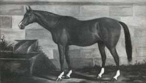 stallion Lexington